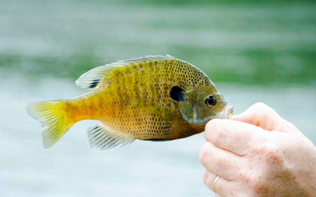 Enhancing Juvenile Bluegill Habitat: The Importance of Brush Cover in Ponds