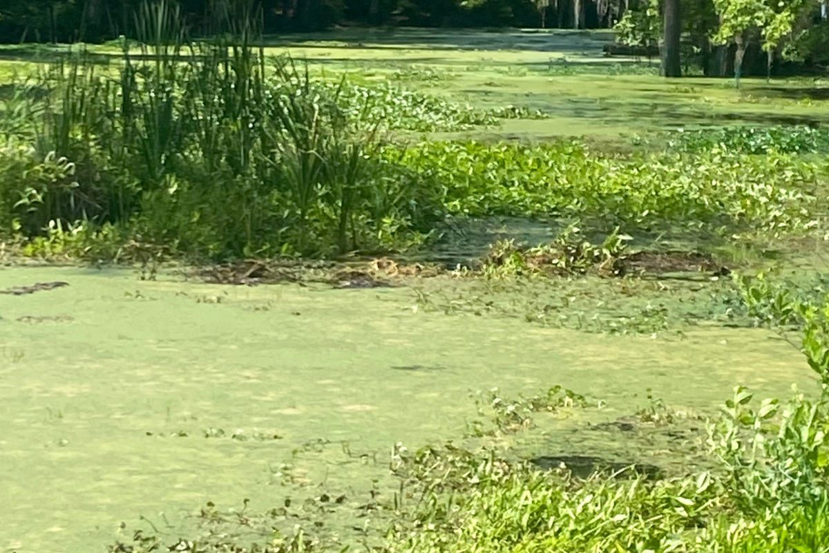 Bad Algae in a Pond