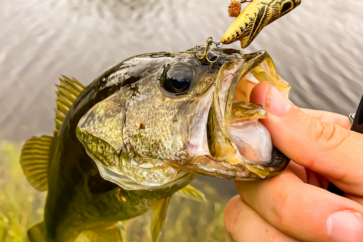 Florida Largemouth Bass Subspecies