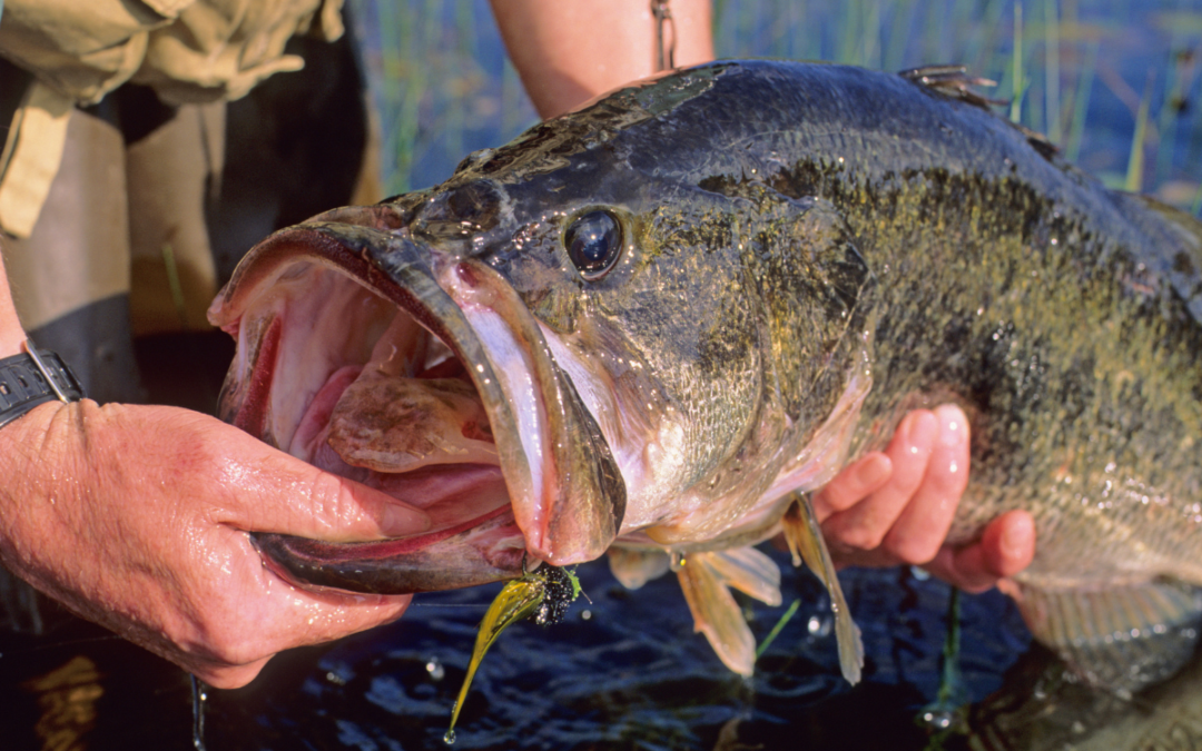 Understanding Largemouth Bass Subspecies