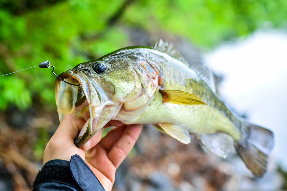 Northern Largemouth Bass Subspecies