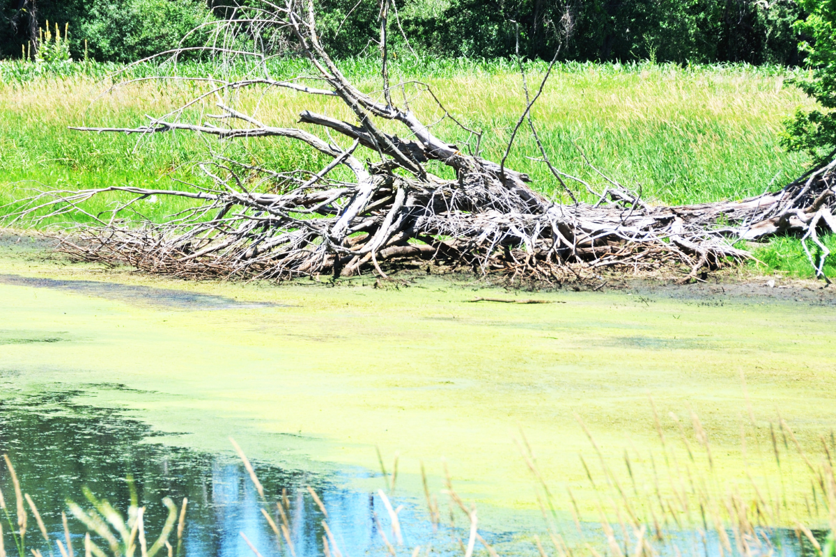 Pond Algae