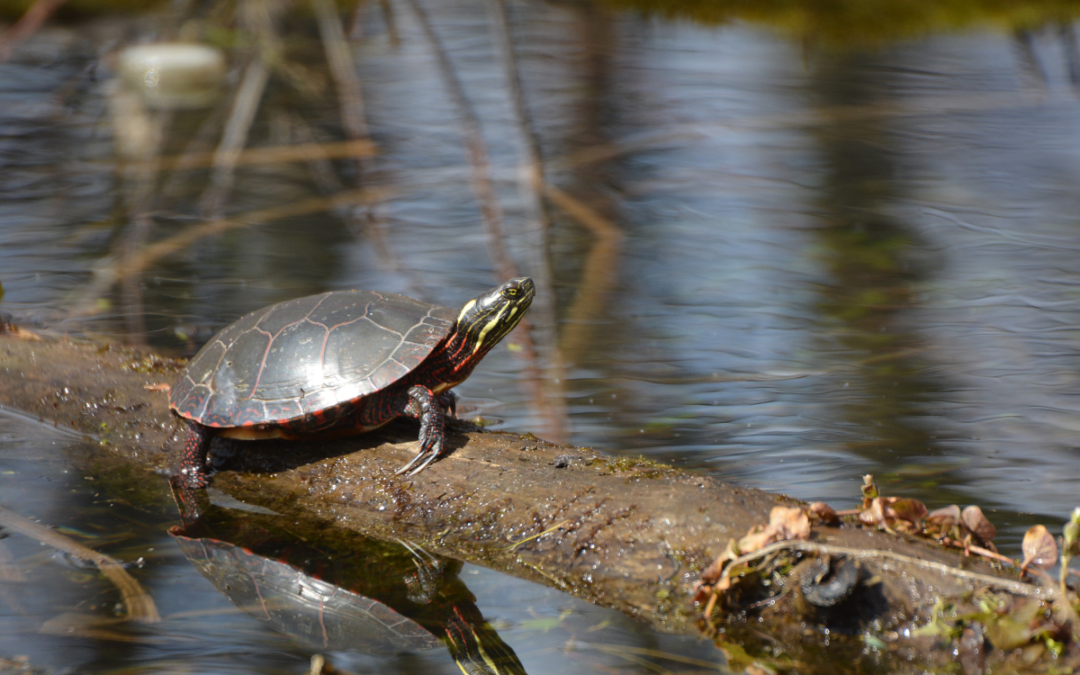 Are Turtles Bad for a Fishing Pond?