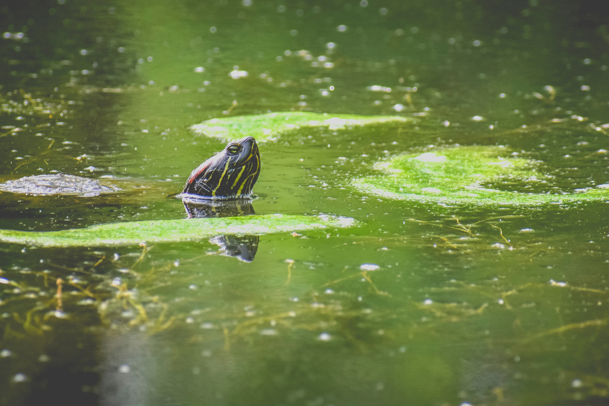 Are Turtles Bad for Ponds?