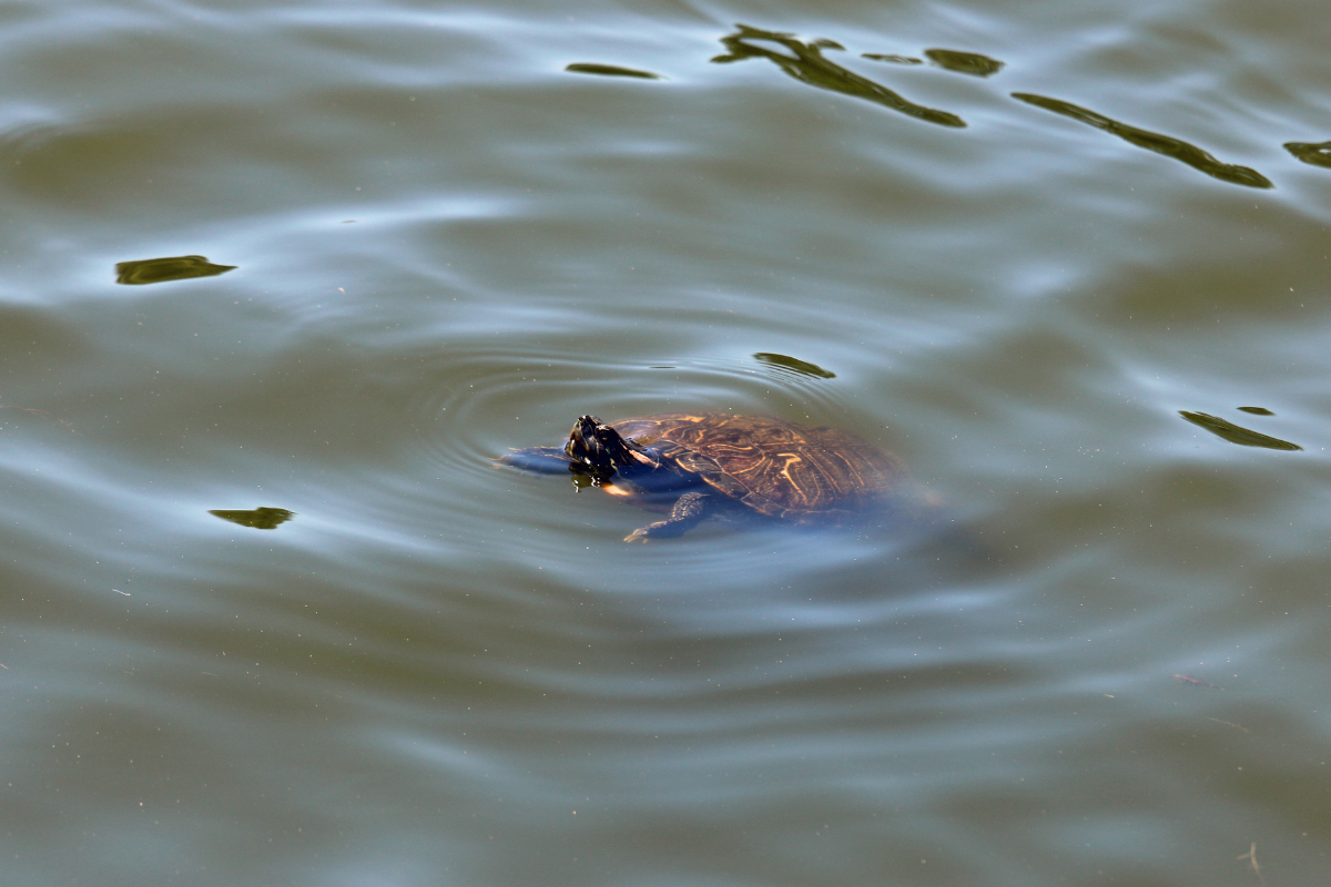 Are turtles bad for ponds?