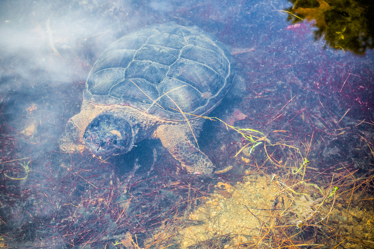 Are turtles bad for ponds?