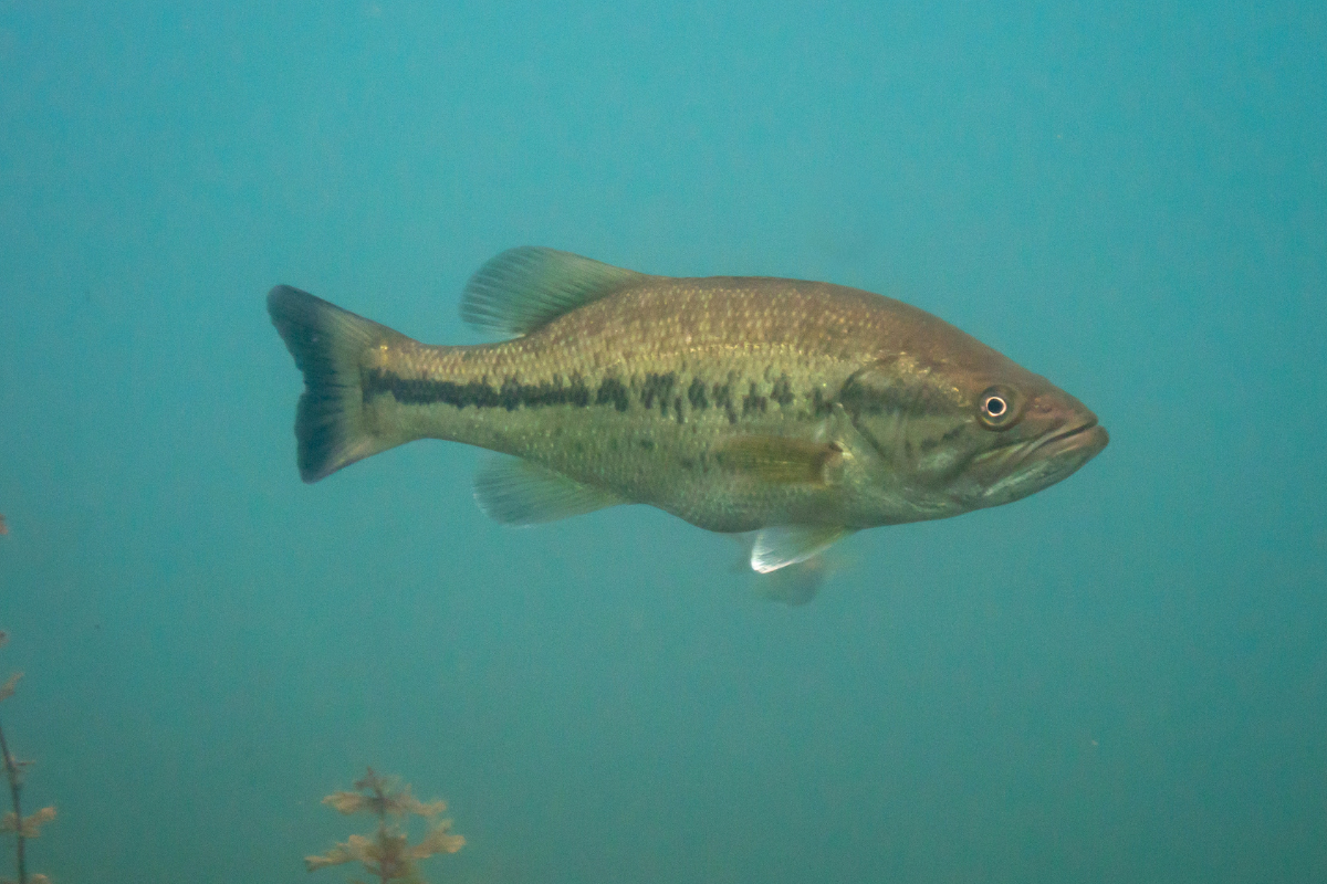 Tiger Largemouth Bass Subspecies