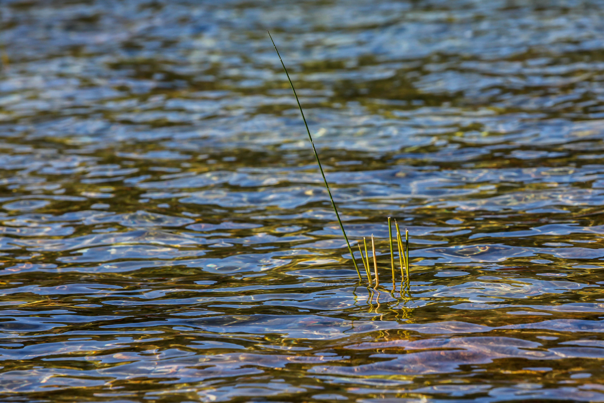 Water Clarity Issues