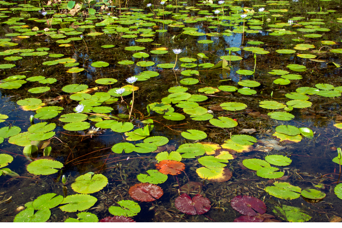 Water Clarity Issues for Weeds