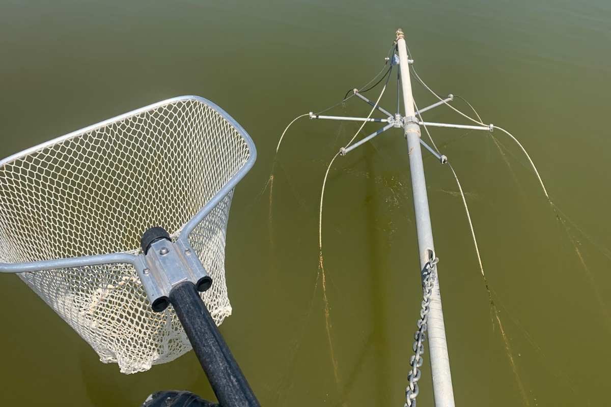 Electrofishing to Remove Unwanted Species