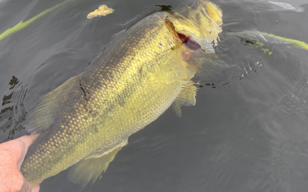 The Challenge of Growing Trophy Bass in a Small Pond