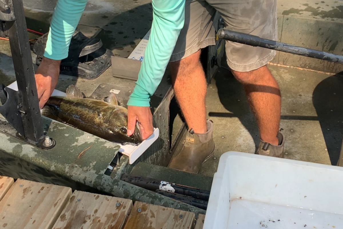 Measuring Fish After Electrofishing Survey