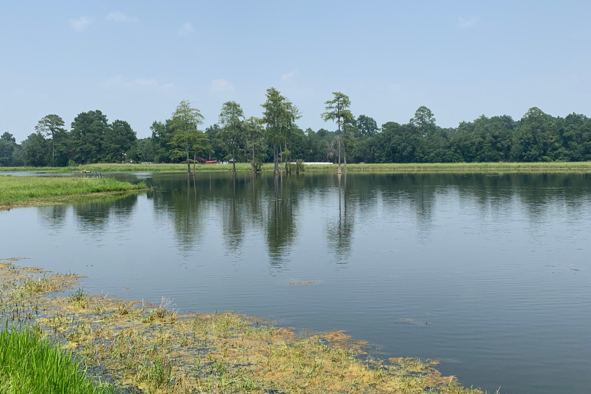 Medium Pond with Trees