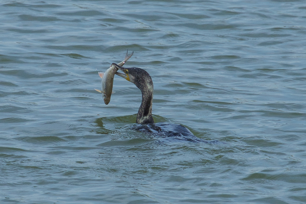 Cormorants Eating Fish