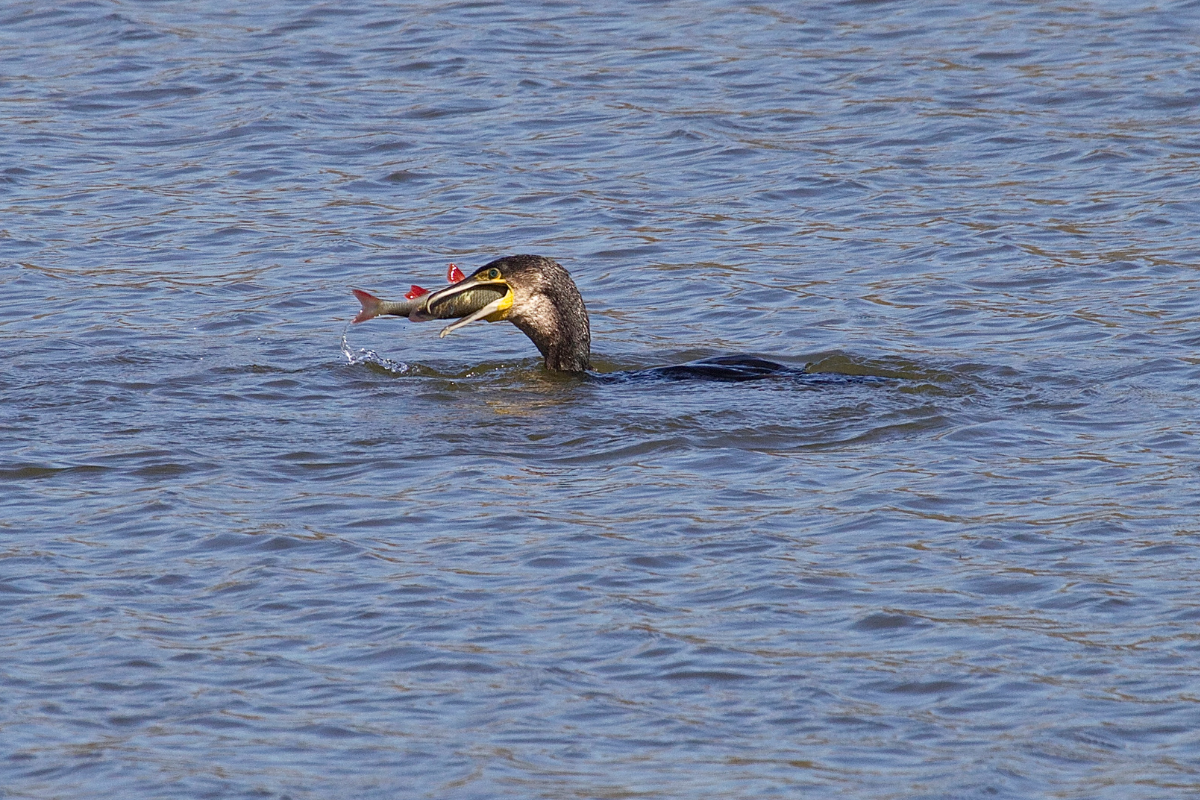 Cormorants Eating Fish