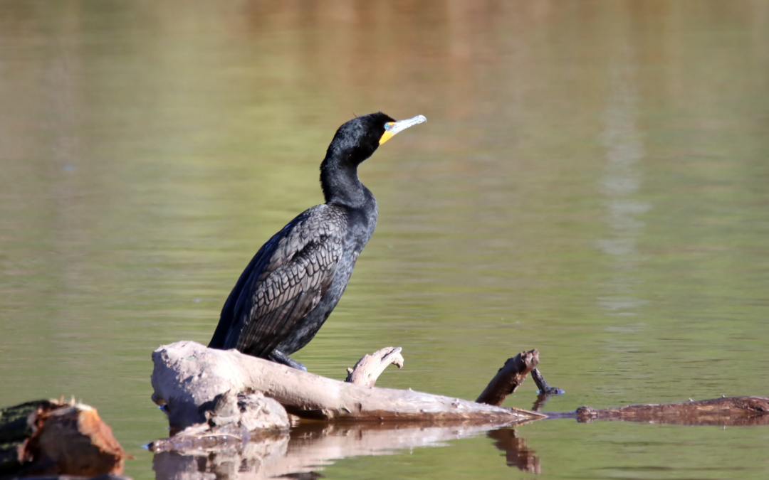 The Impact of Cormorants on Fish Populations in Farm Ponds