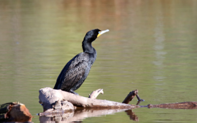 The Impact of Cormorants on Fish Populations in Farm Ponds