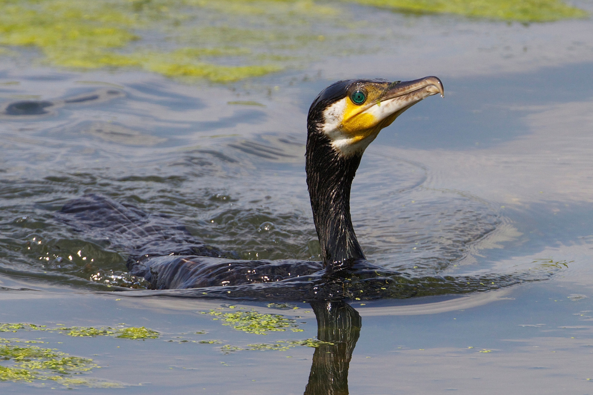 Cormorants Swimming in Farm Pond