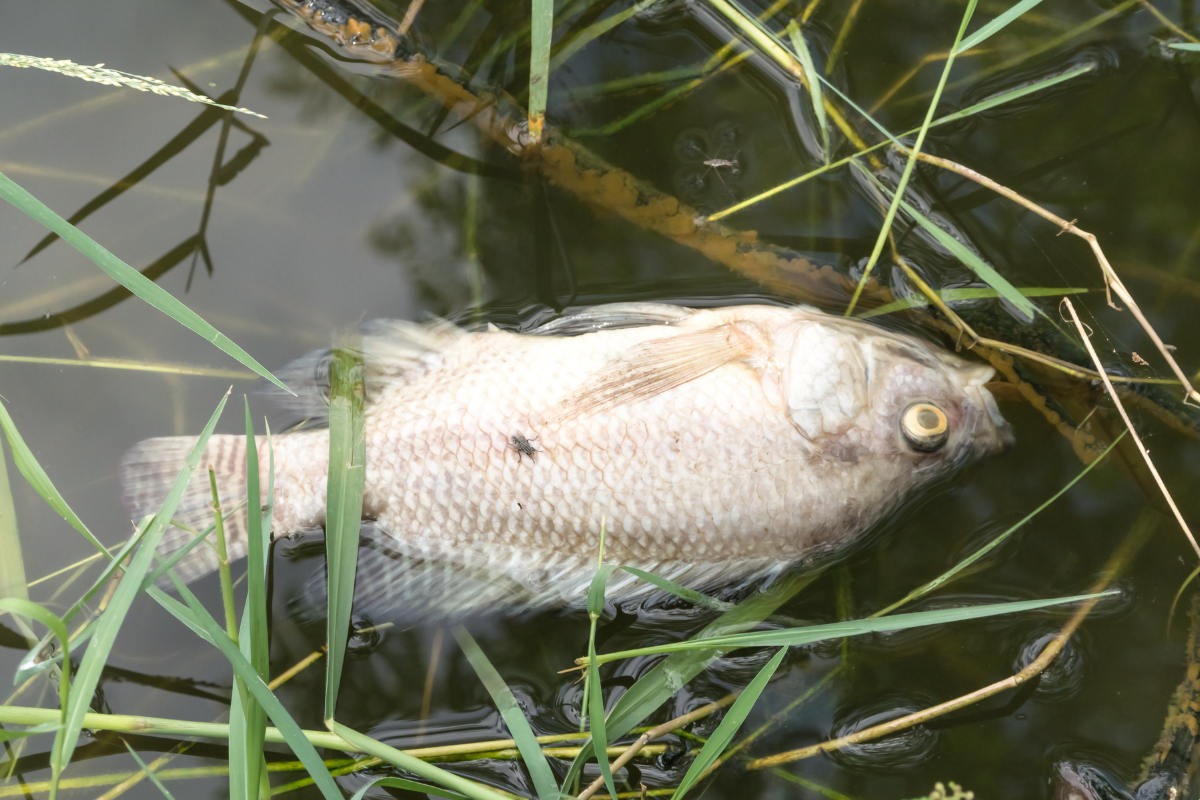 Fish Kills from Pond Turnover