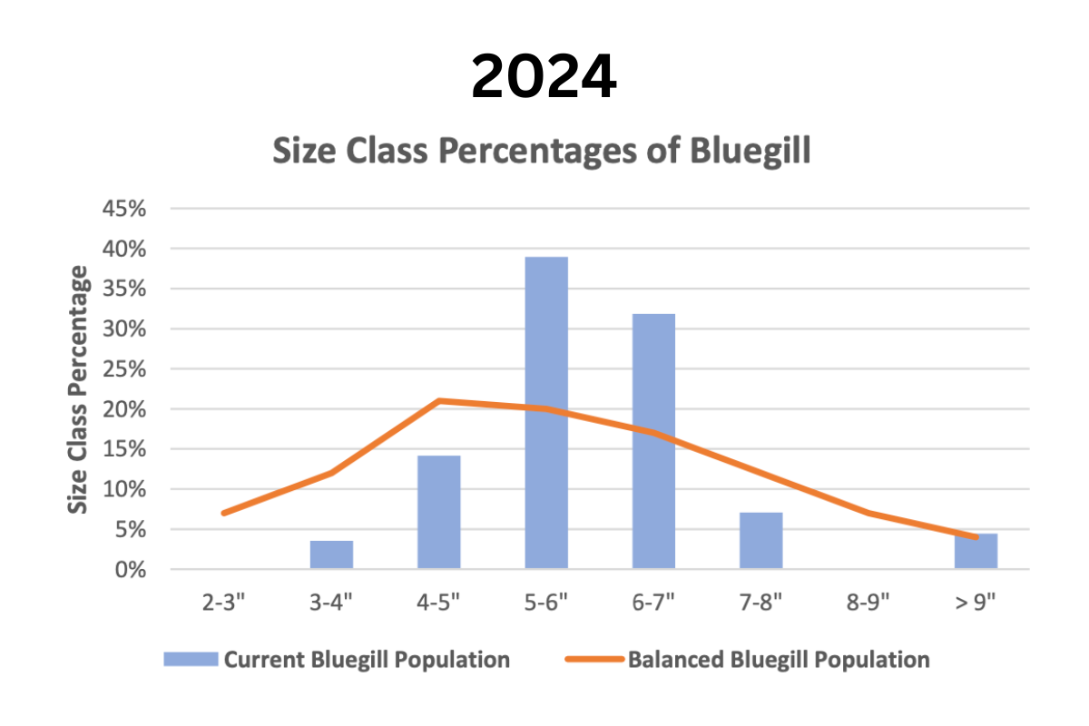 Bluegill Distribution After Solving Bass Overcrowding