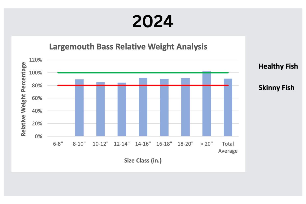 Largemouth Bass Health After Solving Bass Overcrowding Issue