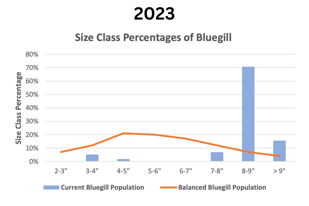 Bluegill Size Classes Due to Bass Overcrowding Issue