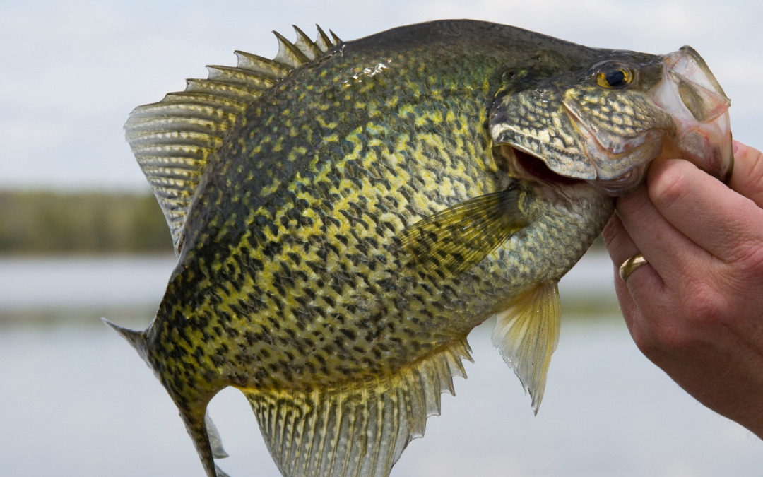 Crappie Harvesting Strategies