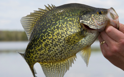 Crappie Harvesting Strategies in Small Ponds