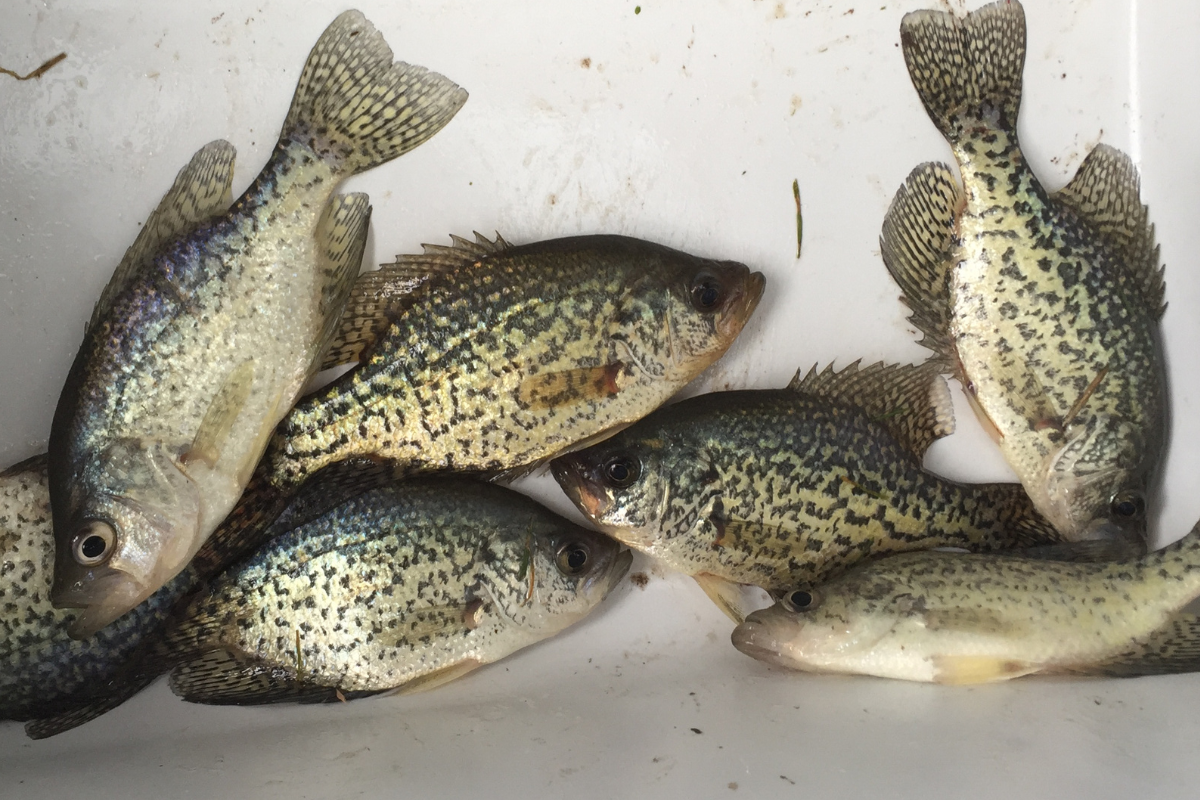 Crappie Harvesting Strategies