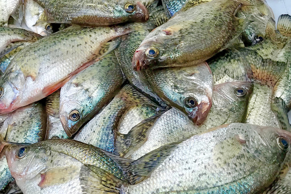 Crappie Harvesting Strategies