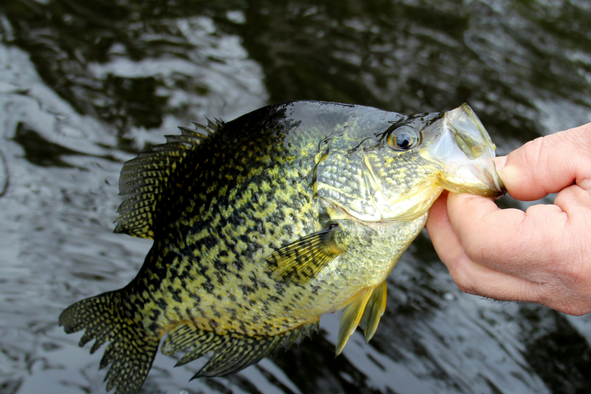 Crappie Harvesting Strategies