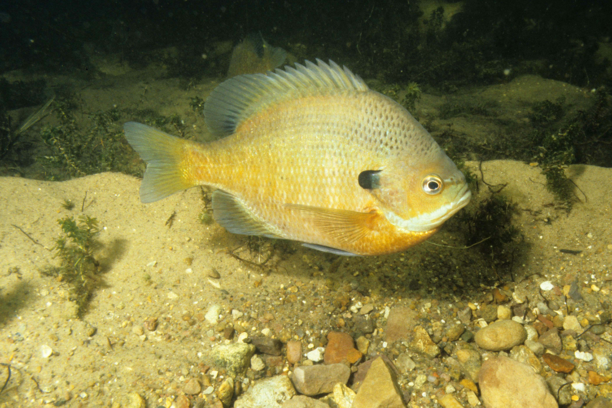 Spawning Comparison for Major Pond Species