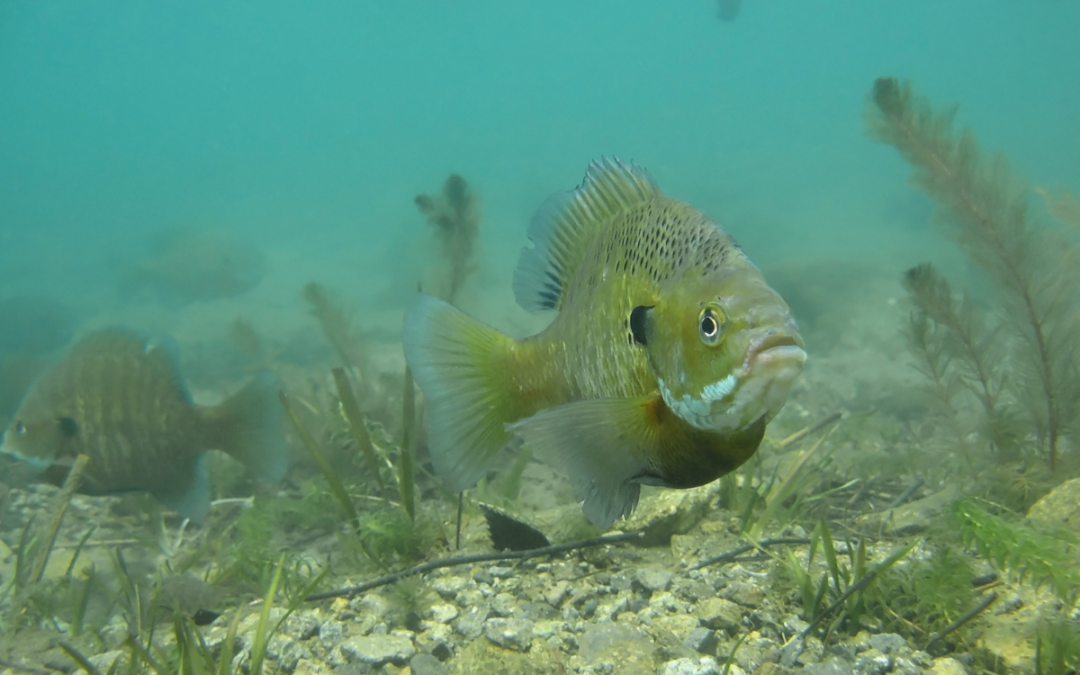 Spawning Comparison for Major Pond Species