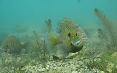 Spawning Comparison for Major Pond Fish Species