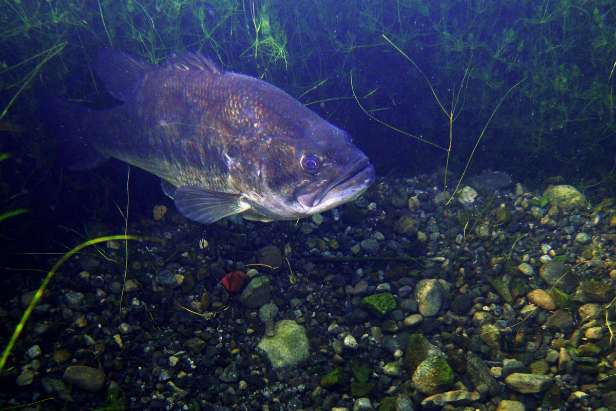 Spawning Comparison for Major Pond Species