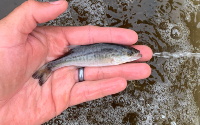 Comprehensive Year-Round Pond Management Guide