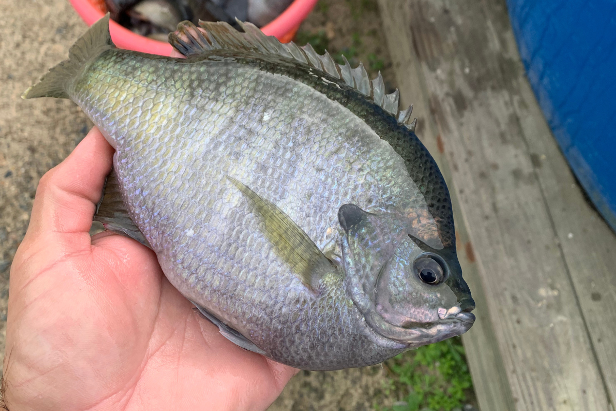 Golden Shiners and Bluegill for Bass