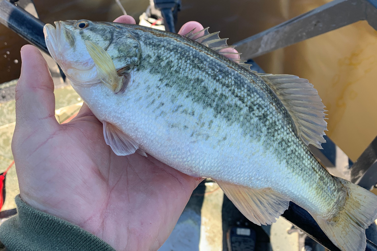 Golden Shiners and Bluegill for Bass