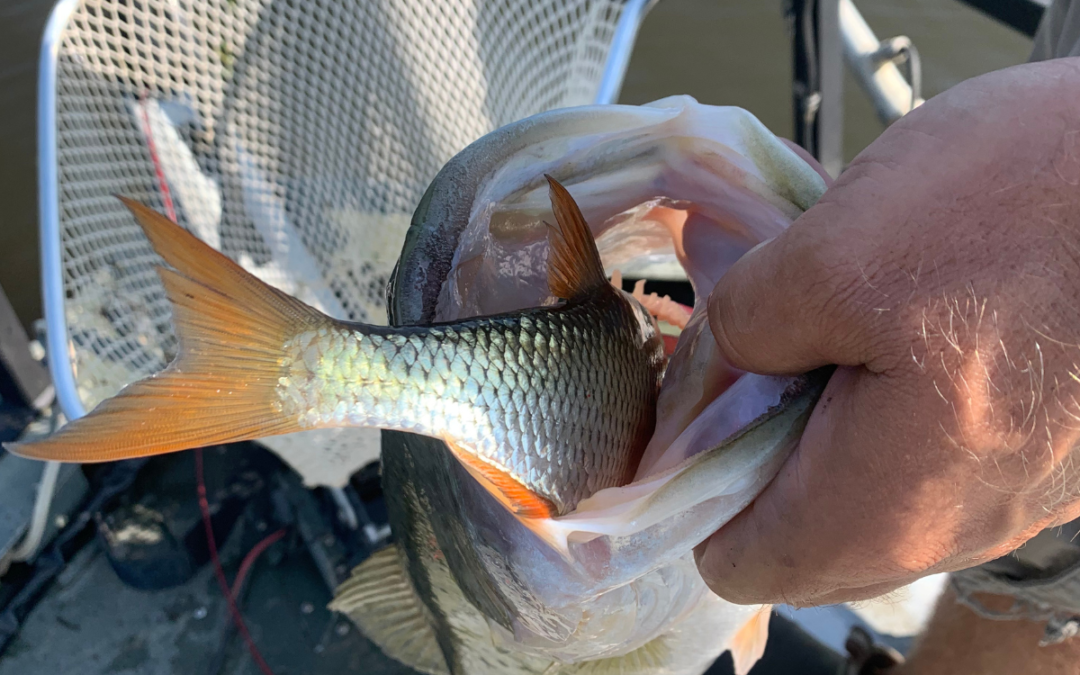 Golden Shiners: The Perfect Complement to Bluegill