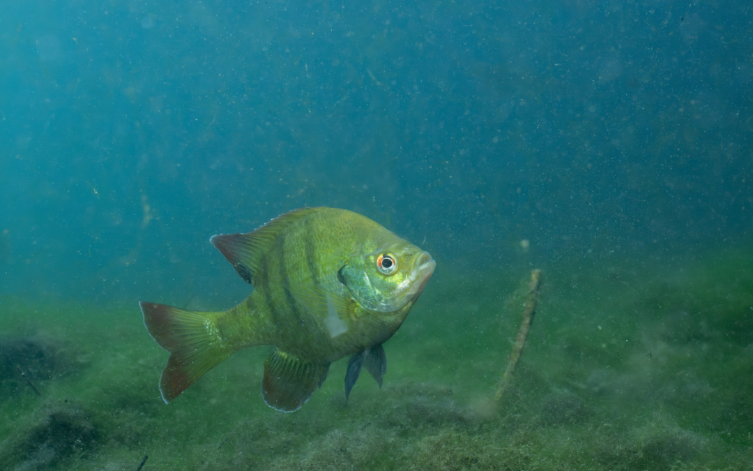 Phytoplankton and Bluegill