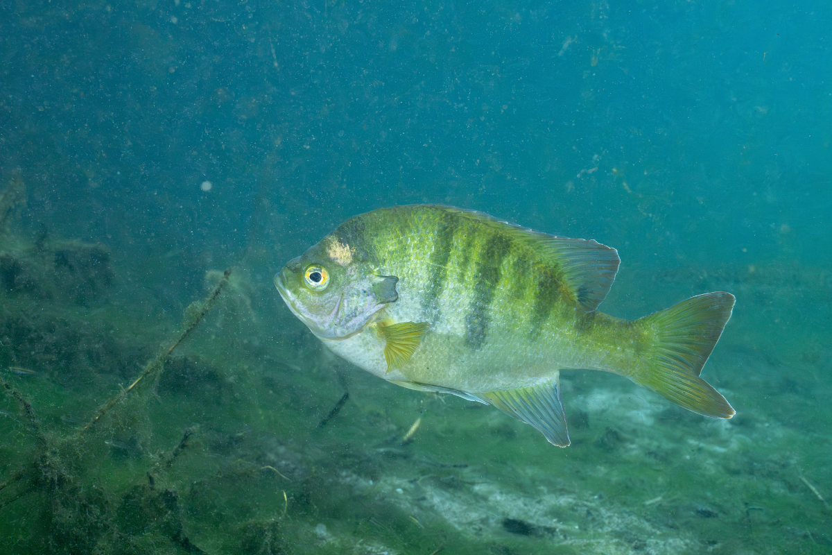 Phytoplankton and Bluegill