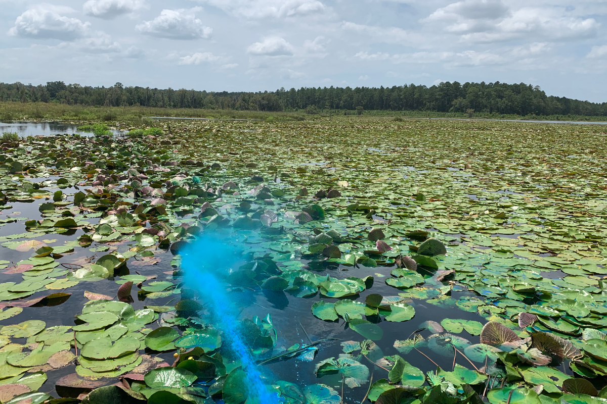 Aquatic Vegetation Early Management