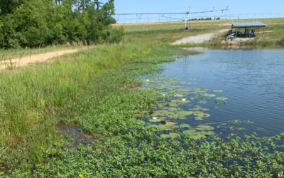 The Importance of Early Management on Aquatic Vegetation
