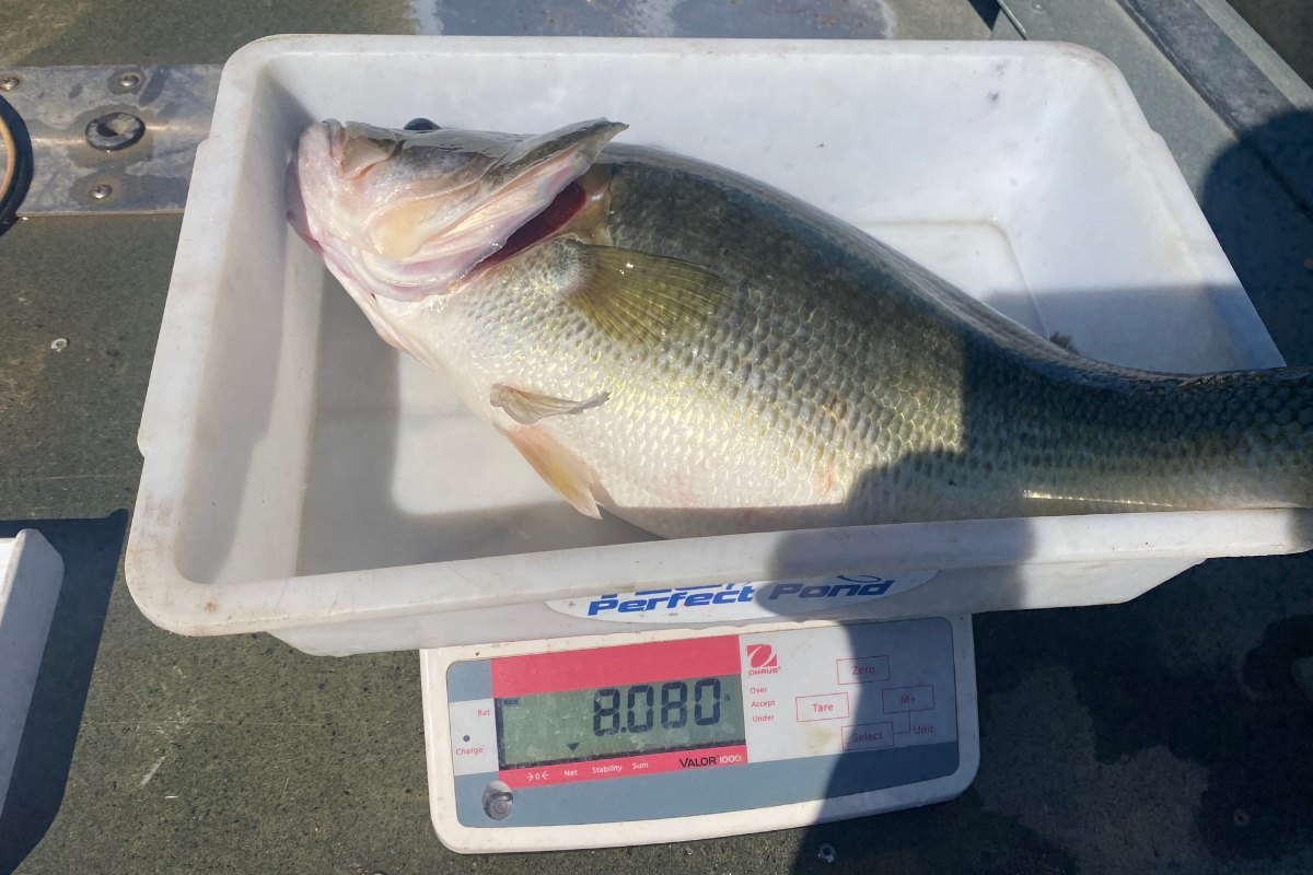 standard-weight-bass-culling-1-1200x800 Standard Weight Misconceptions for Largemouth Bass