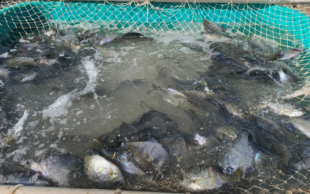 Stocking Bluegill Annually