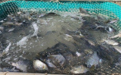 Why You Should Be Stocking Bluegill Every Year to Grow Trophy Bass