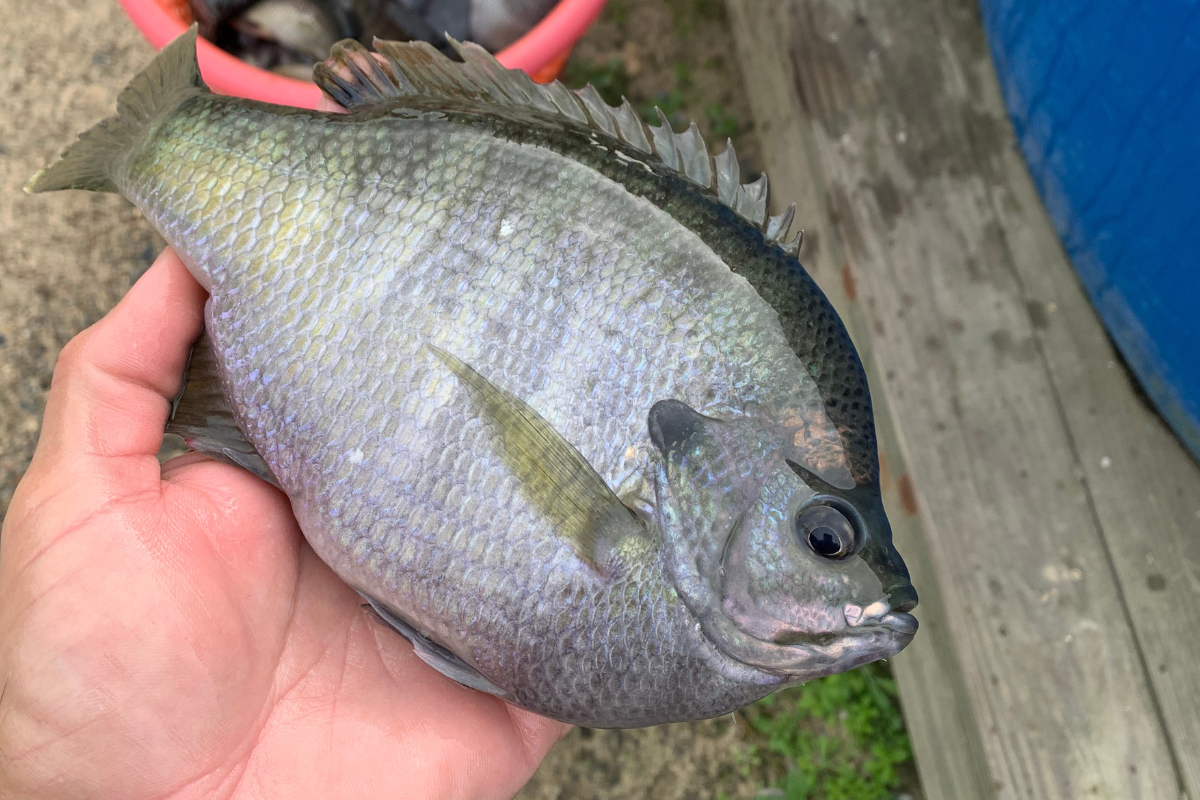 stocking-bluegill-annually-2-1200x800 Stocking Bluegill Annually