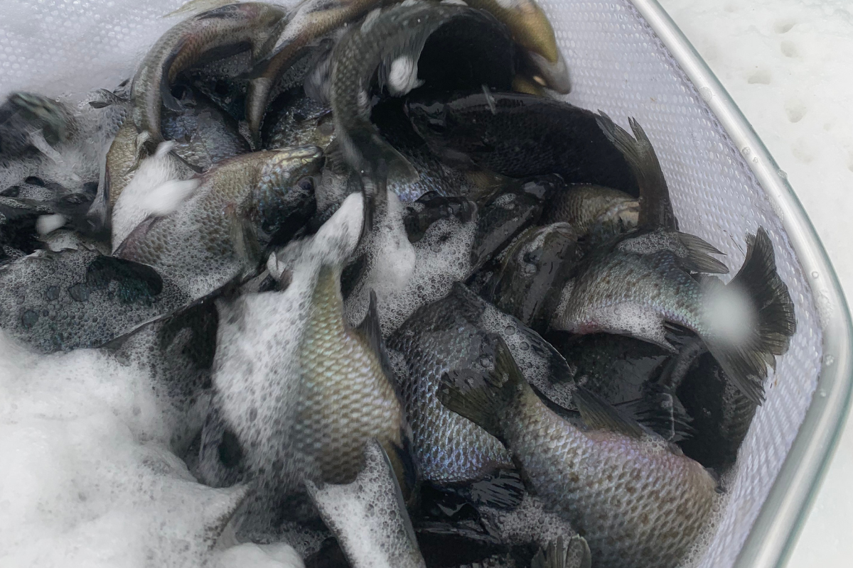 stocking-bluegill-annually-3-1200x800 Stocking Bluegill Annually