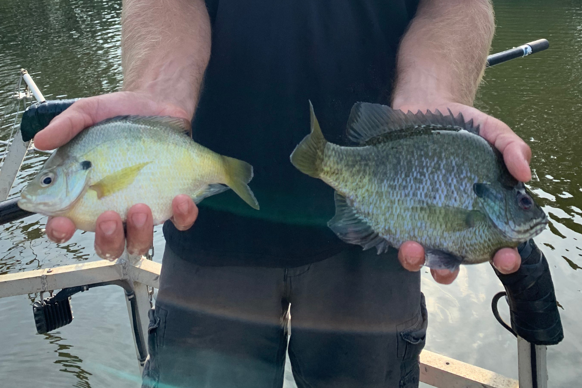 Fall Stocking Bluegill