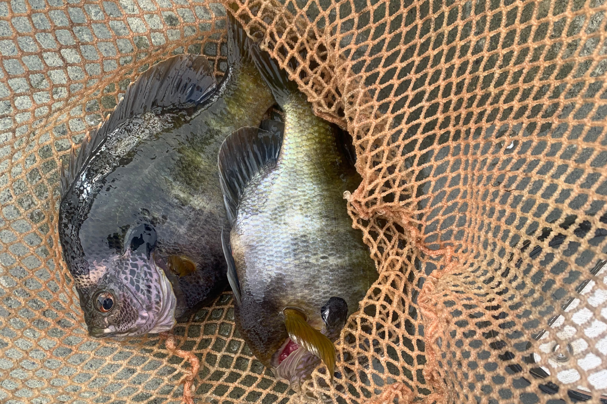Fall Stocking Bluegill